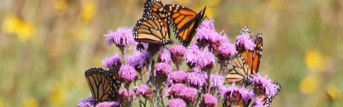 Meadow blazingstar