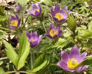 American Pasqueflower - Anenome patens