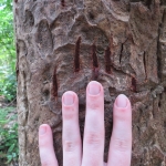 Bear claw markings_Thailand