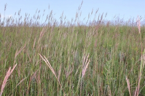 Big-bluestem
