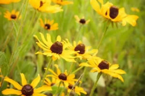 Black-eyed Susan - Rudbeckia hirta Forslin-2611