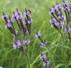 Blue-Vervain---Vebena-hastata