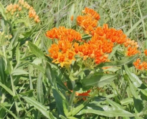 Butterfly Weed - Asclepias tuberosa