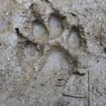 Canid footprint2_Thailand