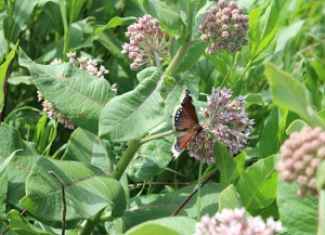 Common-milkweed---Asclepias-syriaca