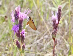 Dwarf blazing star - Liatris cylindracea with Least skipper