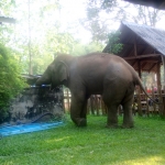 Elephant at camp