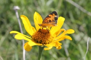 False Sunflower Heliopsis helianthoides