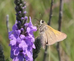 Hoary Vervain - Verbena stricta with Tawny-edged skipper