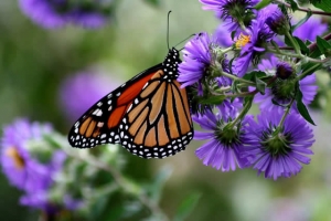 New England Aster