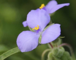 Ohio Spiderwort - Tradescantia ohiensis