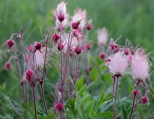 Prairie Smoke - Geum triflorum Laura Phillips-Mao