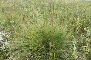 Prairie-dropseed
