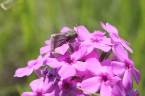Prairie phlox - Phlox pilosa with Phlox flower moth