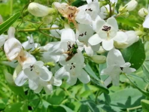 Smooth Beard Tongue - Penstemon digitalis