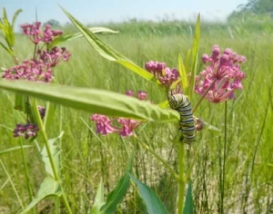Swamp Milkweed - Asclepias incarnata with Monarch caterpillar