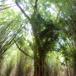 Thai bamboo forest