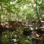 Thai forest2