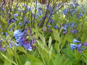 Virginia Bluebells - Mertensia virginica