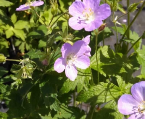 Wild Geranium - Geranium maculatum