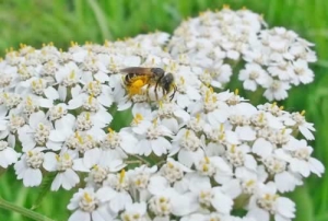 Yarrow - Achellia millefolium