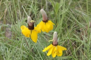 Yellow coneflower - Ratibida pinnata