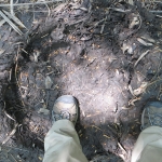 elephant footprint