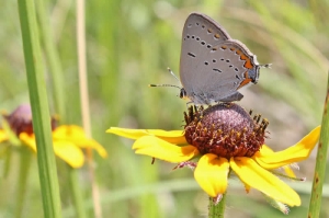 Black-eyed Susan