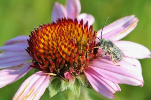 Purple coneflower and native bee