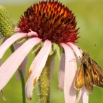 Dakota Skipper Adult Female (Hesperia dacotae)