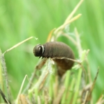 Dakota Skipper Caterpillar (Hesperia dacotae)