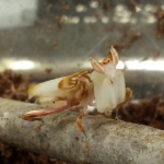 Male Orchid mantid