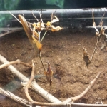 Violin mantid drinking water droplets from a branch after misting its enclosure.