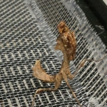 Juvenile dead leaf mantid