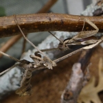 Violin mantid