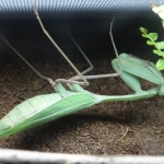 Giant Asian mantid