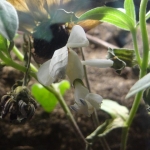 Juvenile female Orchid mantid