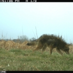 A coyote on Minnesota Zoo site. The coyote is one of several species seen on both Lincoln Park Zoo and Minnesota Zoo trail cameras.