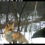 A red fox on Minnesota Zoo site. Red foxes are common on Minnesota Zoo site, but have not yet been documented on Lincoln Park Zoo site. 