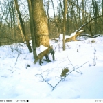 Foxes are a common sight on Minnesota Zoo trail cam photos. This one’s grabbed another common species for dinner – the gray squirrel!