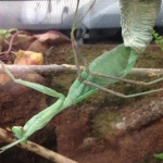 Check out this female giant Asian mantid producing her foamy egg case on exhibit.