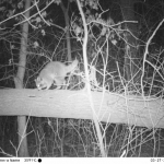 Raccoons are often captured by both Lincoln Park Zoo and Minnesota Zoo trail cameras. They can definitely be called ‘photogenic’!