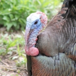 Along with gray squirrels, wild turkeys, like the male above, are the most commonly photographed species on Minnesota Zoo trail cameras!