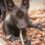Photo by Zoo Photographer, Chris Forslin