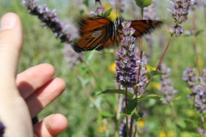 Tagged Monarch being released at the Minnesota Zoo. Sept 7, 2014