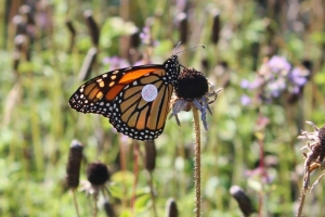 Monarch “TGW 913” at the Minnesota Zoo. Sept 7, 2014
