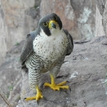 Adult Peregrine North Shore