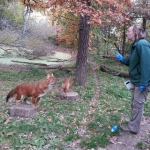 Dhole Training at the Minnesota Zoo