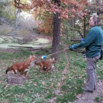 Dhole training at the Minnesota Zoo