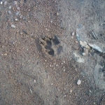 Wild dhole footprint 